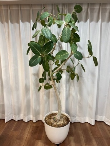 フィカス　ベンガレンシス　大型観葉植物