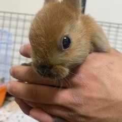 子うさぎ里親募集 現在この2匹決まってません
