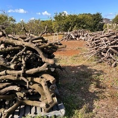 伐採木の画像