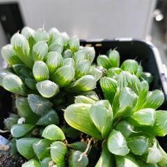(お話し中）  ハオルチアオブツーサ 根付き 花が咲きました！ ジュエルプランツ。の画像
