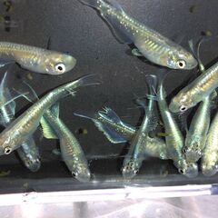 めだか　マリアージュロングフィンメダカ　値下げの画像