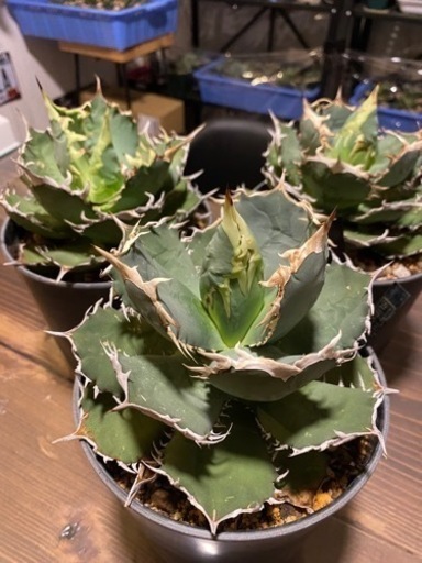 アガベ　チタノタ　FO 白鯨　観葉植物