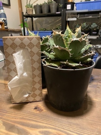 アガベ　チタノタ　FO 白鯨　観葉植物