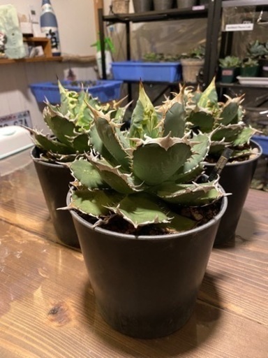 アガベ　チタノタ　FO 白鯨　観葉植物