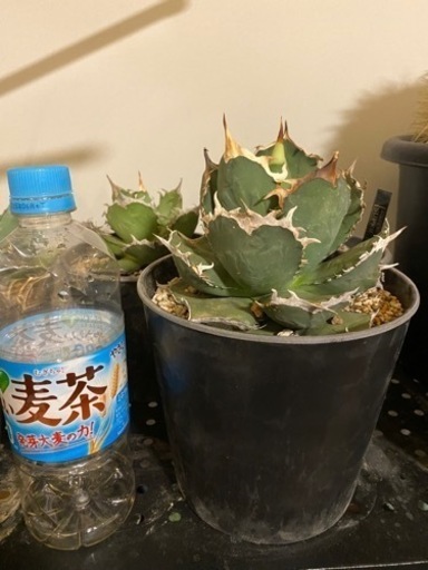 アガベチタノタFO白鯨　観葉植物