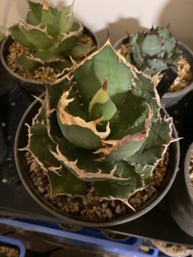 アガベチタノタFO白鯨　観葉植物