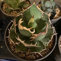 アガベチタノタFO白鯨　観葉植物