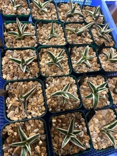 アガベ氷山　観葉植物