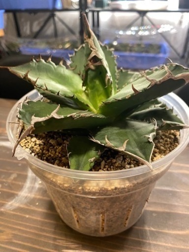 アガベ　オアハカ　観葉植物