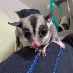 フクロモモンガ メス