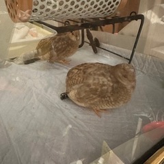 【たまご生みます】ヒメウズラ　メス2羽