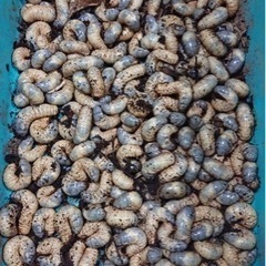 カブトムシ幼虫100匹！
