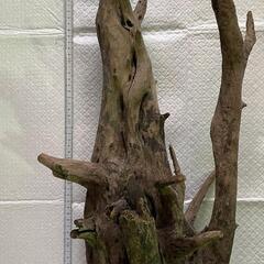 流木大きめ 約60cm
