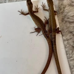 ニホンカナヘビ