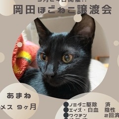 美しい毛並みの【あまねちゃん】
