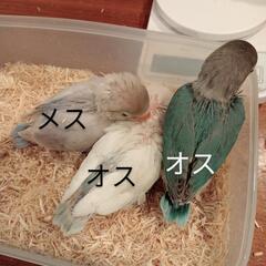 ボタンインコ★性別確定