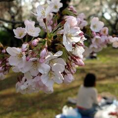 4/18榴岡公園プチ宴会🌸