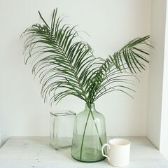 生花　🌿フェニックスロベレニー🌿　切り葉