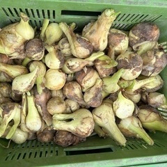 淡路島　新玉ねぎ　訳ありの画像