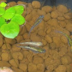 ラメの綺麗なオーロラメダカ