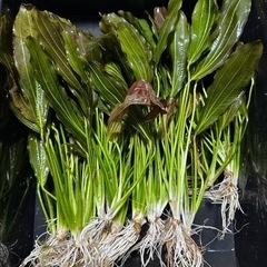 水草販売⑤