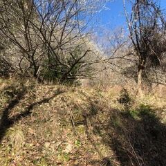 放置された50本以上の梅林の整備、つる植物の除去、若木の伐採