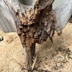 取引なけれは処分します　超巨大流木の画像