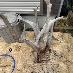 取引なけれは処分します　超巨大流木の画像