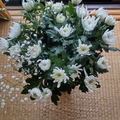 菊の花15本