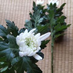 菊の花15本の画像