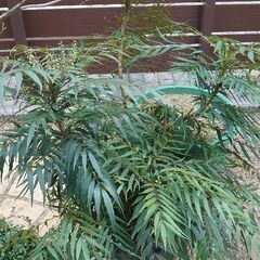マホニアコンフューサ　１株