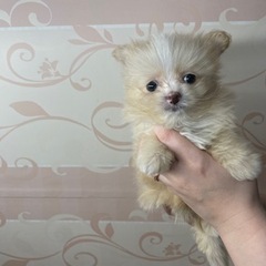 ポメプー　子犬