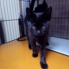 黒猫兄弟⭐️チョコくん【譲渡決定】