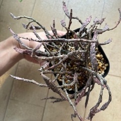 ユーフォルビア プラティクラダ ゾンビプランツ 2の画像