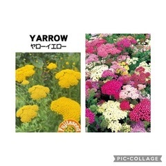 ③ヤローイエロー ミックス ノコギリ草 アキレア 花苗 5個　→...