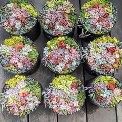 🌸多肉寄せ植え🌸大きさ色々300円〜1,200円まで🌸3/20は...