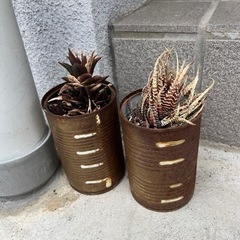 広島県のサボテンの中古が安い！激安で譲ります・無料であげます
