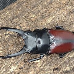 赤ドン　ドンキエールコクワガタ　ドンキエルコクワガタ　♂♀ペア①