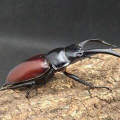 赤ドン　ドンキエールコクワガタ　ドンキエルコクワガタ　♂♀ペア①