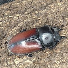 赤ドン　ドンキエールコクワガタ　ドンキエルコクワガタ　♂♀ペア①