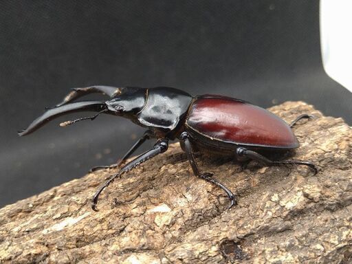 赤ドン　ドンキエールコクワガタ　ドンキエルコクワガタ　♂♀ペア①