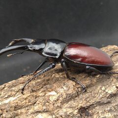 赤ドン　ドンキエールコクワガタ　ドンキエルコクワガタ　♂♀ペア①