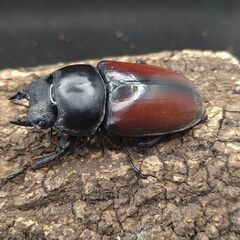 赤ドン　ドンキエールコクワガタ　ドンキエルコクワガタ　♂♀ペア①