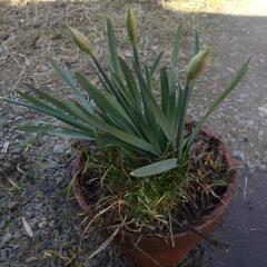 水仙の花