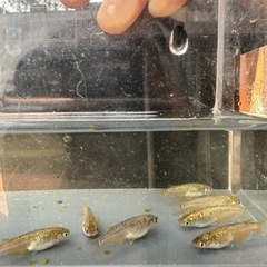 メダカ　サイシュウヘイキ　の画像