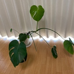 生活雑貨 家庭用品 ガーデニングの画像