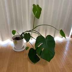 生活雑貨 家庭用品 ガーデニング