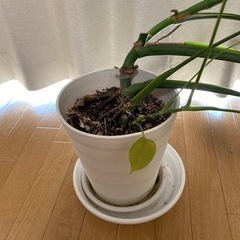 生活雑貨 家庭用品 ガーデニングの画像