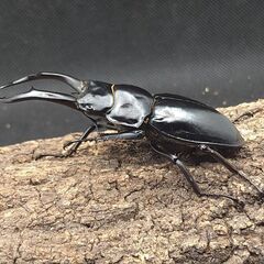 黒ドン　ドンキエールハンプイ　ドンキエルコクワガタ♂♀ペア①