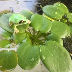🐸メダカ鉢に浮き草メダ友還元プレゼント❣️